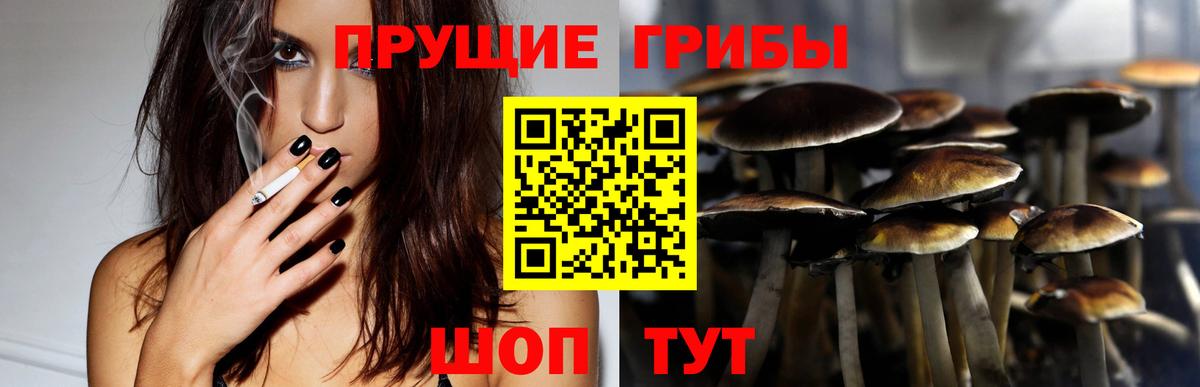 Псилоцибиновые грибы Cubensis Сосновоборск